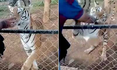 В американском зоопарке тигр покусал решившую потискать его женщину