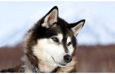 За полярным кругом нашли древнейших породистых собак
