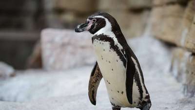 В зоопарке Мельбурна дикая лиса задушила 14 пингвинов