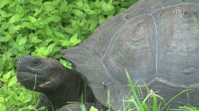 Учёные открыли новый вид галапагосской черепахи