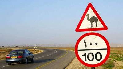 В Саудовской Аравии верблюд влетел в машину в результате аварии