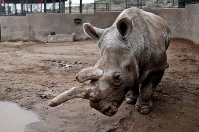 Один из последних северных белых носорогов умер в Сан-Диего