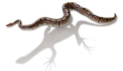 Ученые объяснили отсутствие конечностей у змей