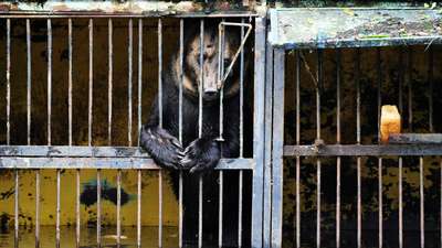 Активисты предрекли гибель животным из Уссурийского зоопарка через сутки