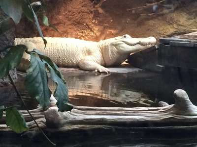 В американском зоопарке умер редчайший белый аллигатор