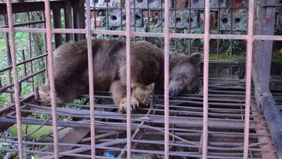 Киевскому зоопарку не хватает денег, животные ютятся в маленьких клетках