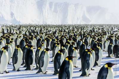 В Одессе поселятся пингвины