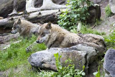 Волки и кони в челябинском зоопарке больше всех испугались метеорита