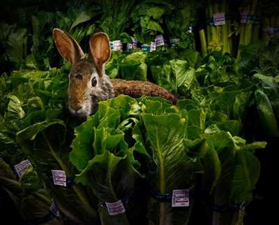 Животные захватили супермаркет в Индонезии