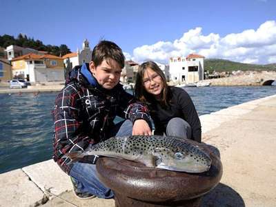 Ядовитая рыба фугу впервые выловлена в Адриатическом море