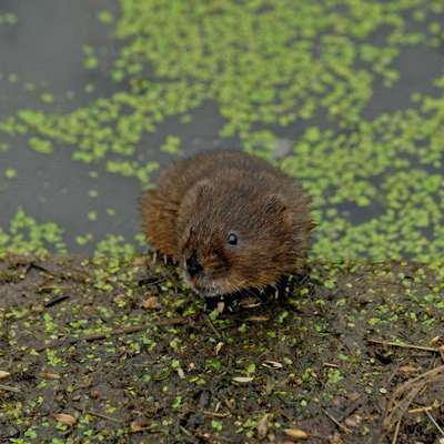 Экологи установили мосты для редких водяных крыс между каналами Англии