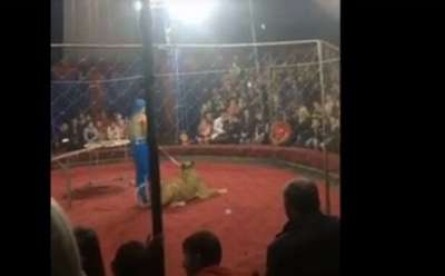 Львица напала на ребенка в цирке в Мексике