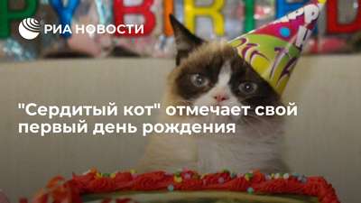 "Сердитый кот" отмечает свой первый день рождения