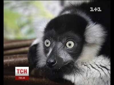 Киевский зоопарк выложит в Интернет список больных и старых животных