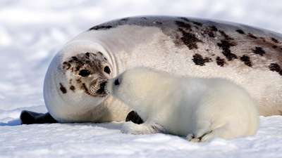 Почти 1,3 тысячи больных детенышей тюленей найдены в США с начала года