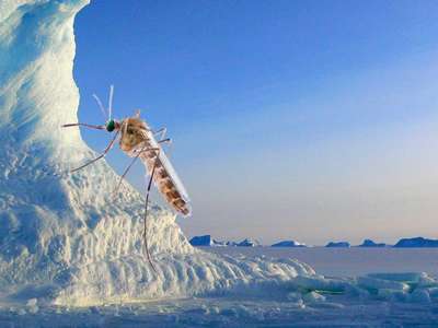 Антарктические моллюски не смогут приспособиться к потеплению - ученые