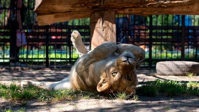 Киевский зоопарк до осени будет работать без выходных