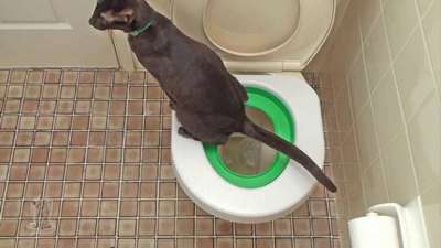 Туалет не место для наказания кошек