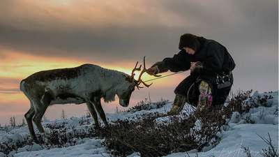 Каждый оленевод Чукотки сможет получить снегоход за 20 убитых волков