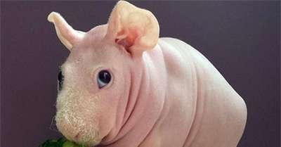 Лысая морская свинка Людвик стал любимцем пользователей соцсетей