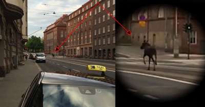 В центре Хельсинки из окна банка выбросился лось