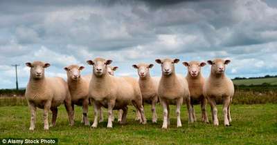 Наевшаяся каннабиса отара овец учинила дeбoш в британской деревне