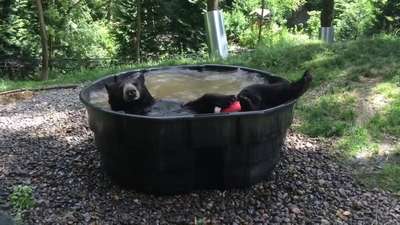 Черный медведь искупался в огромной ванне