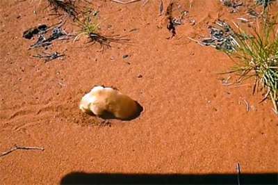 В Австралии обнаружили редкого златокрота