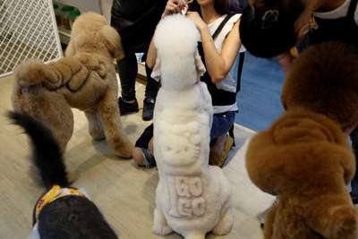 На Тайване зоосалон прославился благодаря странным стрижкам для животных
