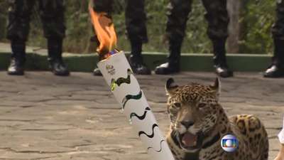 В Бразилии застрелили присутствующего на эстафете олимпийского огня ягуара