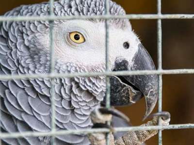 Показания матерящегося попугая используют в расследовании убийства в Мичигане