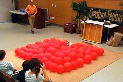 Лопнувший сто воздушных шаров джек-рассел-терьер побил мировой рекорд