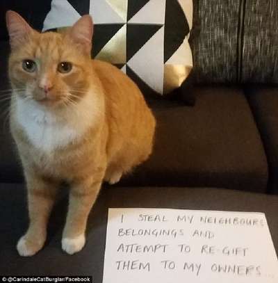 СМИ рассказали об обчищающем соседей австралийском коте