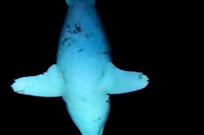 Спящая акула-людоед впервые попала на видео