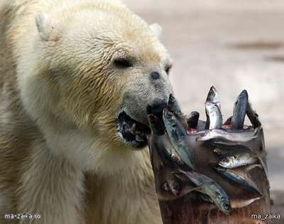 Умер «самый грустный в мире» белый медведь
