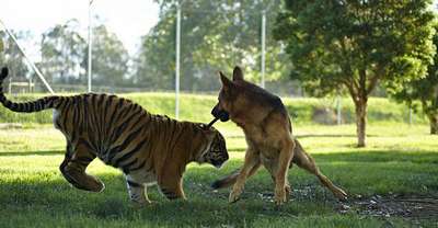 В австралийском зоопарке тигр подружился с немецкой овчаркой