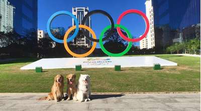 В Бразилии устроили Олимпийские игры для животных