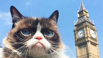 Сердитый котик собрал более 500 поклонников в Лондоне