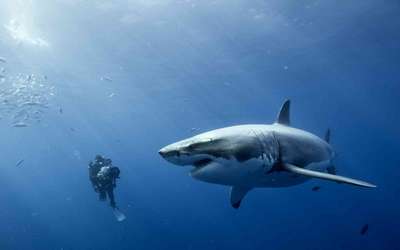 Рыбак из Австралии столкнулся под водой с белой акулой