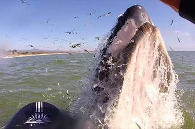 Калифорнийский серфер столкнулась с китом