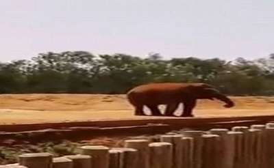 Слониха камнем убила дeвoчку в марокканском зоопарке