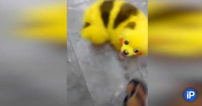 Фанат Pokemon GO превратил свою собаку в Пикачу