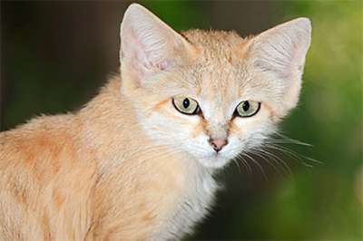 Ученые ОАЭ пронаблюдали за пьющими кровь арабскими кошками
