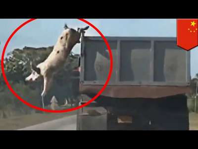 Сотня свиней попыталась сбежать по дороге на бойню во Франции