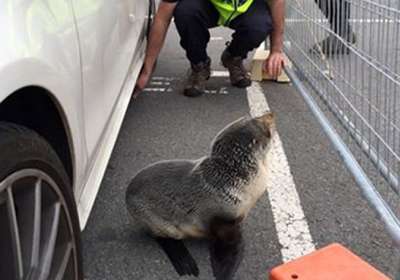 В Новой Зеландии полицейские задержали детеныша тюленя