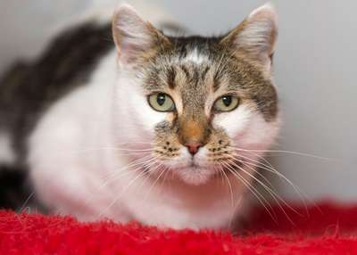В Великобритании сбежавшую кошку вернули спустя шесть лет