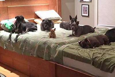 Супруги из США построили гигантскую кровать ради своих восьми псов
