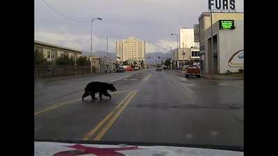 Черный медведь прогулялся по улицам города на Аляске