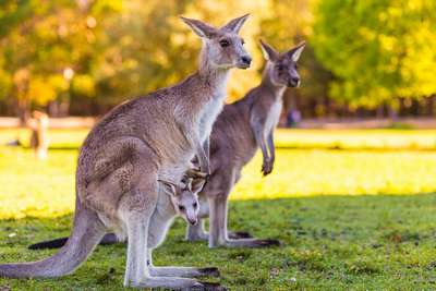 Австралиец подружился с детенышем кенгуру
