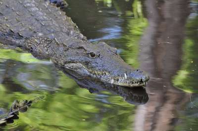Пресноводный крокодил искусал австралийского ребенка